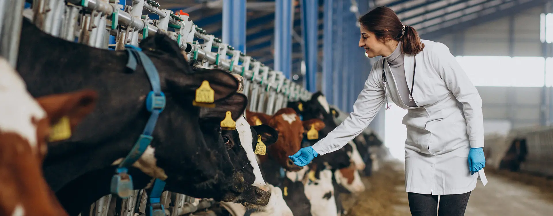 veterinary-lab-robe-standing-cowshed